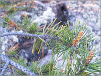 Веточка (п. Умба, Мурманская обл., Терский р-н, 2003 год)