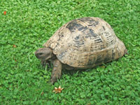 2009 г. Турция, Белек