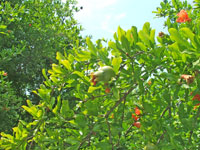 2009 г. Турция, Белек