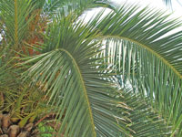 2009 г. Турция, Белек