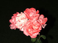 2009 г. Турция, Белек